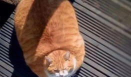 小马慢慢黑料爆料最新内容,揭秘娱乐圈惊人内幕